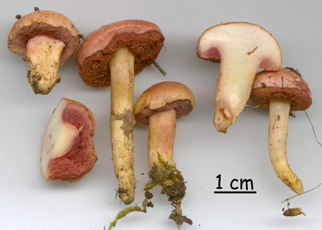 Chalciporus pierrhuguesii